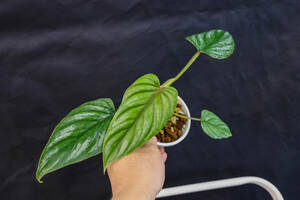 フィロデンドロン・プロウマニー philodendron plowmanii（アンスリウム・モンステラ・アロイド）