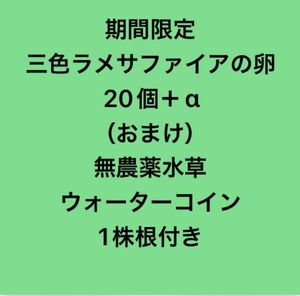 期間限定　三色ラメサファイアの卵20個＋α（おまけ）無農薬ウォーターコイン1株根付き