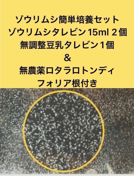 ゾウリムシ簡単培養セット　ゾウリムシタレビン15ml2個＋無調整豆乳タレビン1個＋無農薬ロタラロトンディフォリア根付き1本