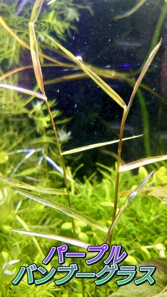 パープルバンブーグラス　水中葉~水上葉　8~15cm前後　2本