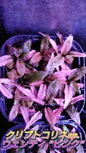  Cryptocoryne wenti pink half underwater leaf ~ half water 5 stock 