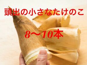 石川県産　新鮮たけのこ　8〜10本