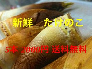 小さめたけのこ　5本以上即決2000円　送料無料