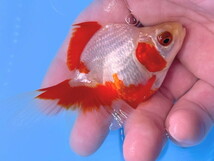 福嘉金魚 動画あり！ 上物 更紗琉金 将来楽しみな可愛い綺麗な金魚 飯田産 約9～10センチ ２歳 現物 １匹 SR-10 ④-2 金魚 滋賀 伊徳_画像2