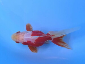 福嘉金魚 動画あり！ 上物 更紗琉金 将来楽しみな可愛い綺麗な金魚 飯田産 約9～10センチ ２歳 現物 １匹 SR-6 ④-3 金魚 滋賀 伊徳