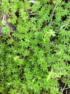 多肉植物　逆さ万年草　サカサマンネンクサ　カット苗