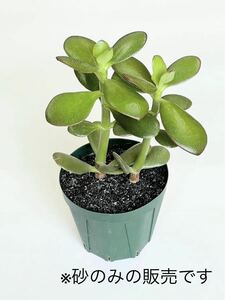 植物の化粧砂　黒　粒サイズ約1〜2mm 観葉植物　ガーデン デコレーション ガーデニング　天然素材100% 新品　多肉植物 