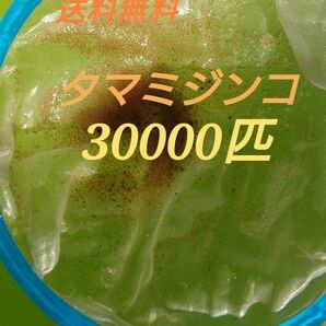 タマミジンコ　約30000匹　グリーンウォーター メダカの餌　活餌　