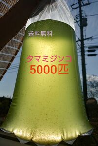 タマミジンコ　約5000匹　グリーンウォーター メダカの餌　活餌