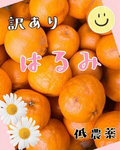 はるみ　みかん　小玉　訳あり家庭用　　1キロ以上 低農薬