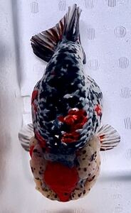 B1[ fish master oka] * ultimate beautiful finest quality individual China production silver ... golgfish 15cm rank including in a package possible 