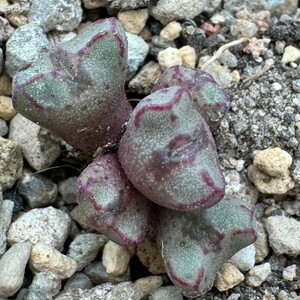 K819八重垣姫 × プラキツム (Conophytum ficiforme ”placitum” S.H. コノフィツムフィシフォルメフィキフォルメ プラキツム ハマー)5点