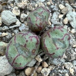 K822八重垣姫 × プラキツム (Conophytum ficiforme ”placitum” S.H. コノフィツム フィシフォルメフィキフォルメプラキツム ハマー)3点