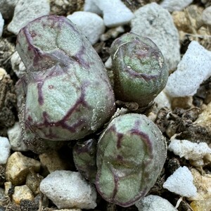 K875八重垣姫 × プラキツム (Conophytum ficiforme ”placitum” S.H. コノフィツムフィシフォルメフィキフォルメ プラキツム ハマー)5点