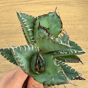 N1246アガベ チタノタ 蟹 カニ Agave 雙頭の画像1