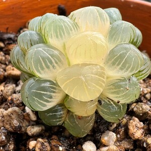 N1304多肉植物　ハオルチア　奈良姫オブツーサ錦　超美品　