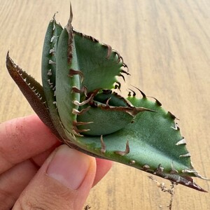 N1402アガベ チタノタ 蟹 カニ Agave