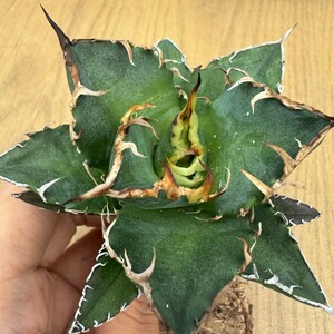 N1612 agave chitanotasi- The -American Caesar special selection departure root settled 