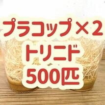 トリニドショウジョウバエ　500匹　【プラコップ250匹 ×2】+【 空コップ・レパシー・木毛】 翌日までに発送　フライトレス_画像1