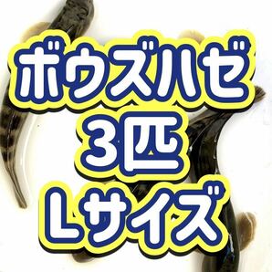 ボウズハゼ サイズL（9cm〜） 3匹セット 河川中流域 神奈川県 コケ取り 混泳OK 【送料無料 即決】  の画像1