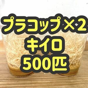 キイロショウジョウバエ500匹　【プラコップ250匹 ×2 空コップ・レパシー・木毛おまけつき】 飛ばない　フライトレス ショウジョウバエ