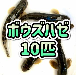 ボウズハゼ　Sサイズ（4〜7cm前後）　10匹セット　河川中流域　神奈川県　コケ取り　混泳OK　【送料無料　即決】