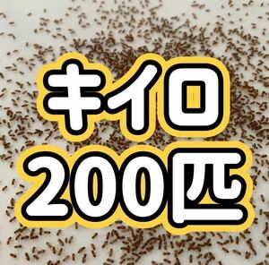 キイロショウジョウバエ 200匹+α ウイングレス【即決】【翌日までに発送】【送料無料】 羽無し 生き餌 活き餌 クモ　カマキリ　アリ