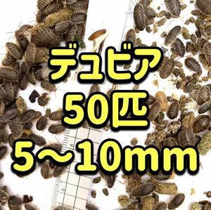 デュビア　SS 50匹+α 【翌日までに発送】　【送料無料】　ヤモリ トカゲ 肉食魚　エサ　餌　活餌