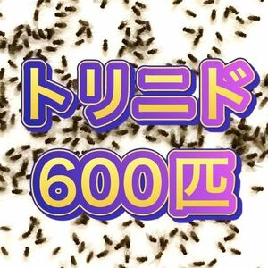 トリニドショウジョウバエ 600匹+α 【即決】【翌日までに発送】【レパシー　スーパーフライ】 生き餌 活き餌 クモ　アリ　カマキリ