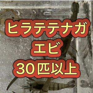 ヒラテテナガエビ　30匹以上 【送料無料　即決】　テナガエビ　川エビ　手長海老　天然　清流育ち　発送4/20（土）より