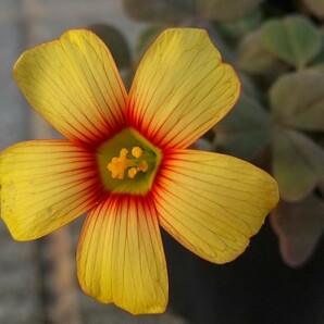 Oxalis obtusa 火の鳥(Yellow&Red/Fire bird)の球根の画像1