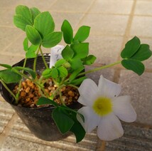 Oxalis Adenodesの球根_画像2