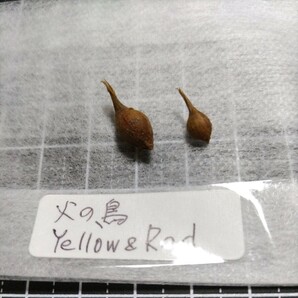 Oxalis obtusa 火の鳥(Yellow&Red/Fire bird)の球根の画像5