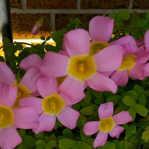 Oxalis obtusa Large Formの球根の画像3