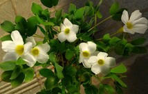 Oxalis Adenodesの球根_画像3