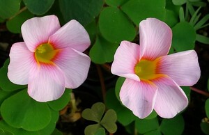  oxalis тянуть p редкость uli флора. луковица 