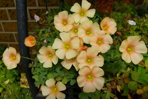 Oxalis obtusa Cream Puff. луковица 