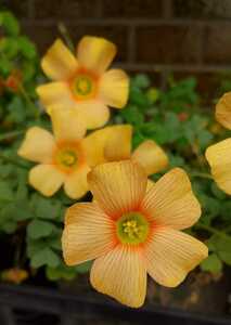 Oxalis obtusa Honey. луковица 