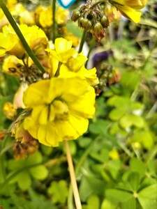 Oxalis heart love. bulb 