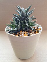 ハオルチア 幻の塔 鉢植え　　　　　　カキコ　増殖品_画像8