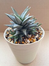 ハオルチア 幻の塔 鉢植え　　　　　　カキコ　増殖品_画像7