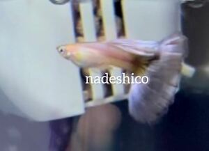 【nadeshico guppy】NEWモスコパープルアルビノヘテロ