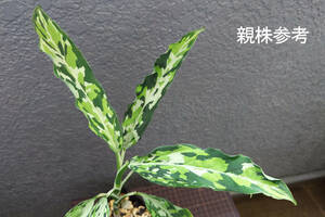 アグラオネマ エウレカ Aglaonema pictum Tricolor EUREKA Pulau Nias AZ便