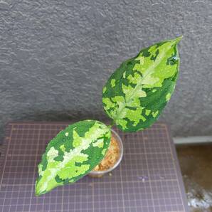 アグラオネマ ニルヴァーシュ Aglaonema pictum Tricolor NIRVASH Pulau Nias AZ便の画像2