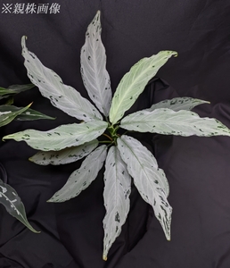 ◆Aglaonema pictum from Aceh Sumatera ピクタム トリカラー◆シルバー系 Quatro