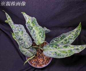 ◆Aglaonema pictum from Aceh Sumatera ピクタム トリカラー◆掠れ