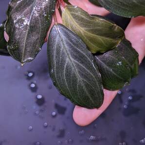 ◆ブセファランドラsp.パールグレイ【TB便】2018-1月 Bucephalandra sp.Pearl gray Bucephalandra◆の画像5