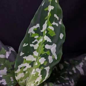 ◆Aglaonema pictum 実生株 アンダマン交配株 ピクタム◆の画像2