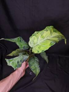 ◆Aglaonema pictum from Aceh Sumatera ピクタム トリカラー◆マルチ