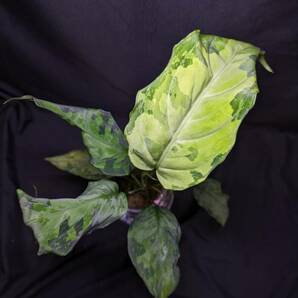 ◆Aglaonema pictum from Aceh Sumatera ピクタム トリカラー◆マルチの画像2